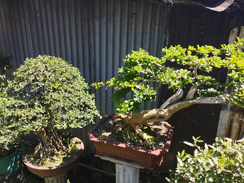 This bonsai comes from an Indonesian plant. This plant is usually used for bonsai in Indonesia and the most common name is shaved bonsai