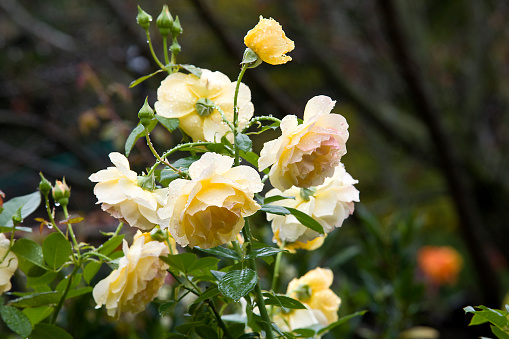 Rose flowers at the end of season in the rain wet with rain drops.