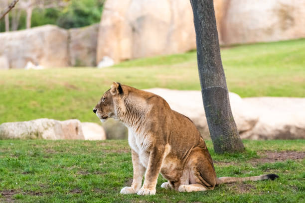 istock Lioness resting peacefully in a zoo. 1708315053