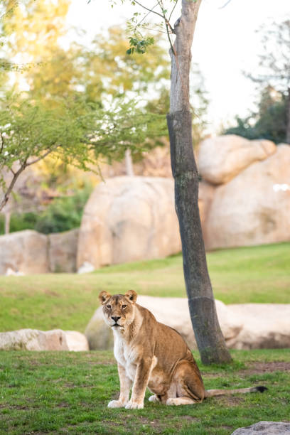 istock Lioness looking at camera calmly in a zoo. 1708315069