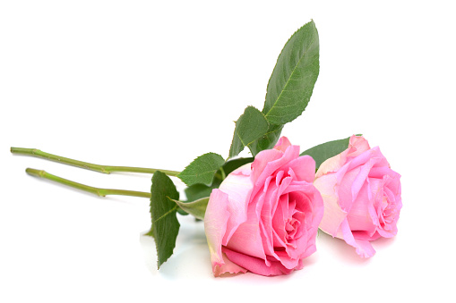 pink rose.