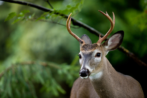 Young Whitetail Deer in natural woodland.