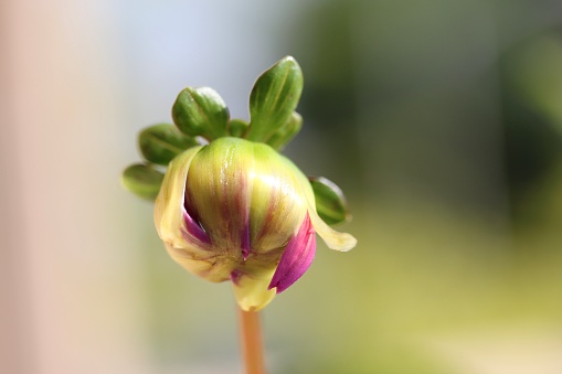 Beautiful Dahlia bloom with single petal starting to emerge