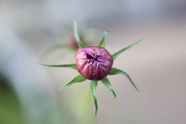 Lavender Cosmos flower starting to open