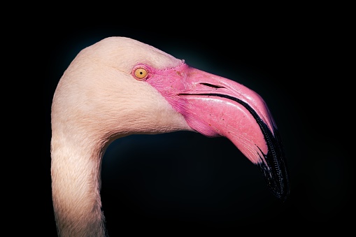 A close-up shot of a flamingo with its distinctive pink plumage against a black background