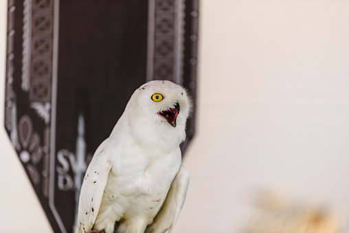 Portrait of a White Owl, Bubo scandiacus, in captivity.