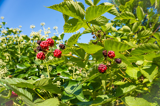 agrestic blackberries growing on the bush in forest. High quality photo