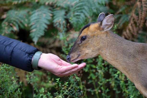 muntjac 사슴에게 손 먹이주기 - 순한 뉴스 사진 이미지