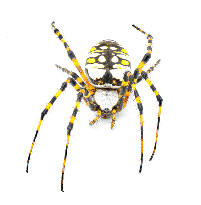 Gravid Female adult black and yellow garden spider, golden garden spider, writing, corn, or McKinley orbweaver or orb weaver spider - Argiope aurantia - isolated on white background front face view