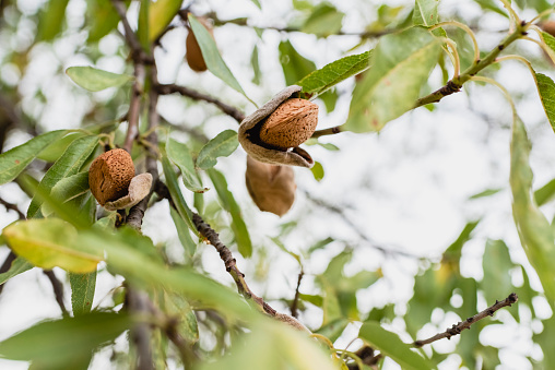 Ripe almonds on the tree.