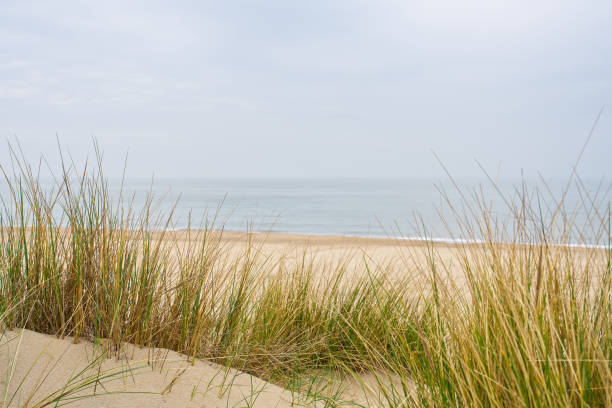 istock Beach view from the path sand between the dunes at Dutch coastline. Marram grass, Netherlands. 1708396268
