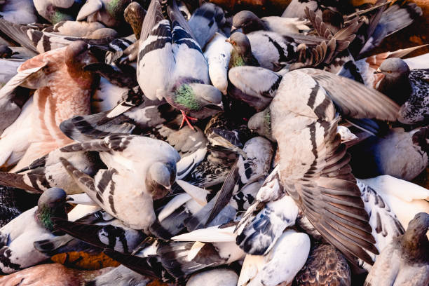 istock Group of pigeons pecking the ground unruly. 1708403322