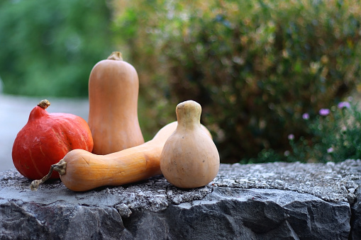 Various picked gourds from the garden. Selective focus.