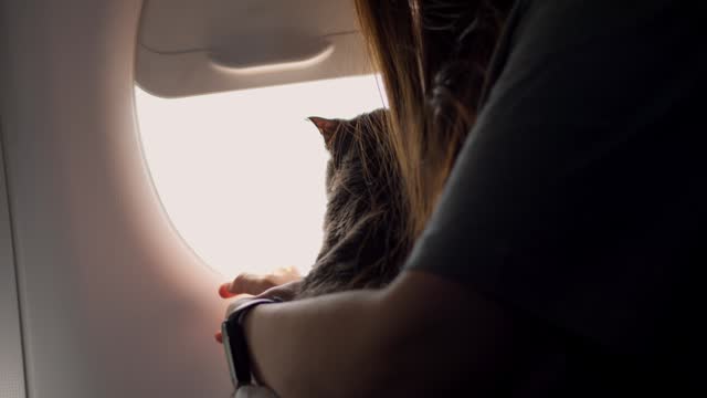 Curious cat in airplane cabin gazes out the window, cat in flight, observing world from above, pet air travel and emphasizing unique concept of cat in flight. Perfect for travel and pet enthusiasts.