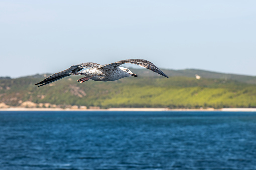 Seagulls go to eat the bread thrown from the back of the ships