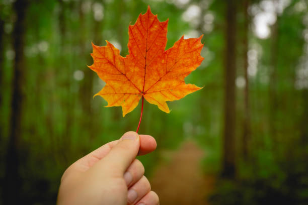 istock close up of hand holding red maple leaf. autumn concept. 1708422844