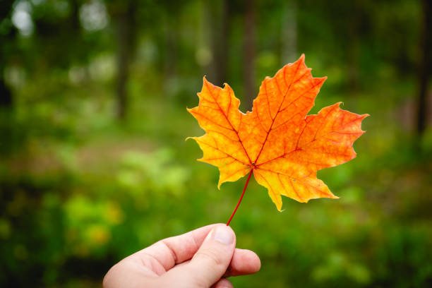 istock close up of hand holding red maple leaf. autumn concept. 1708423371