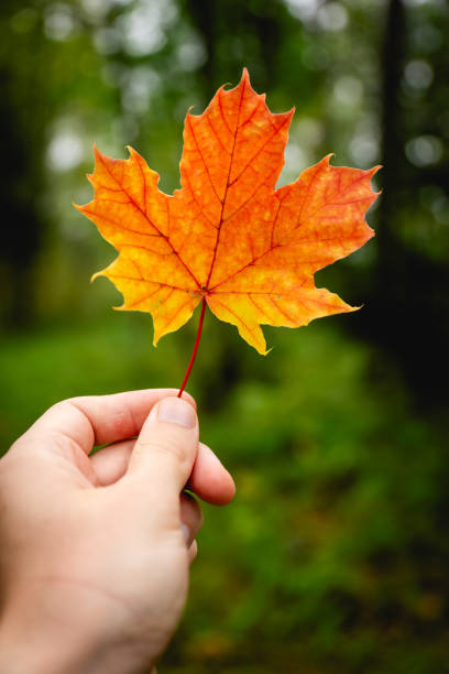 istock close up of hand holding red maple leaf. autumn concept. 1708423374