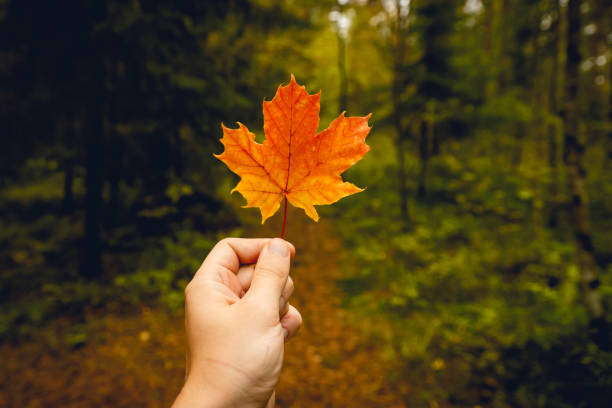 istock close up of hand holding red maple leaf. autumn concept. 1708423935