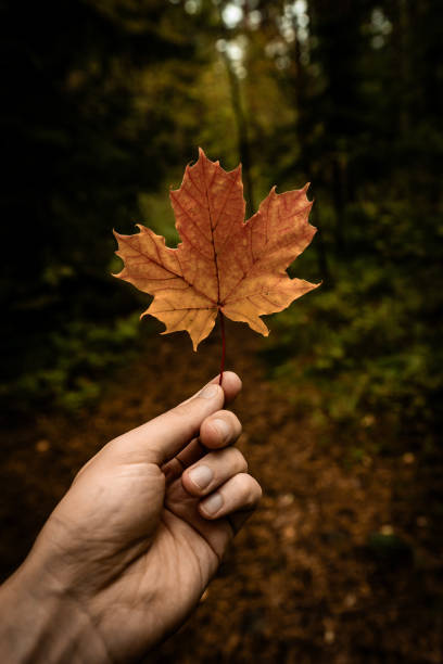 istock close up of hand holding red maple leaf. autumn concept. 1708424191