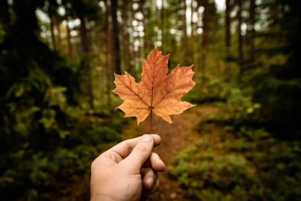 istock close up of hand holding red maple leaf. autumn concept. 1708424456