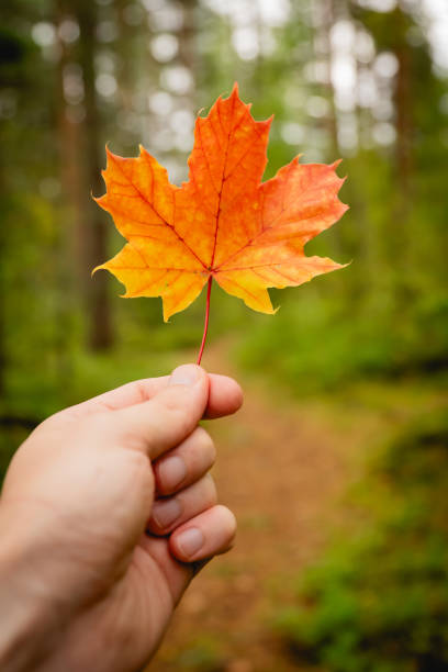 istock close up of hand holding red maple leaf. autumn concept. 1708424465