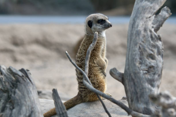 istock suricate meerkat in standing position 1708430484