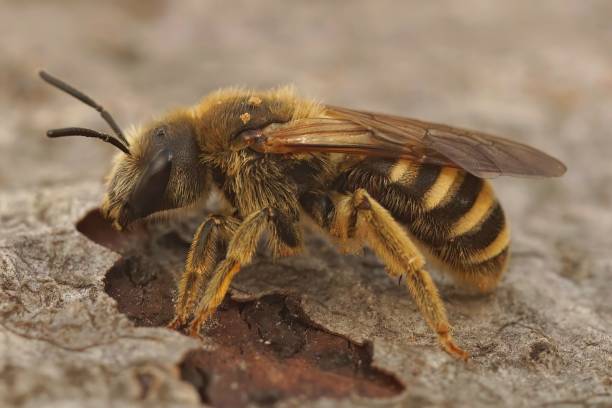 istock Closeup on a female Great banded furrow bee, Halictus scabiosae 1708431027