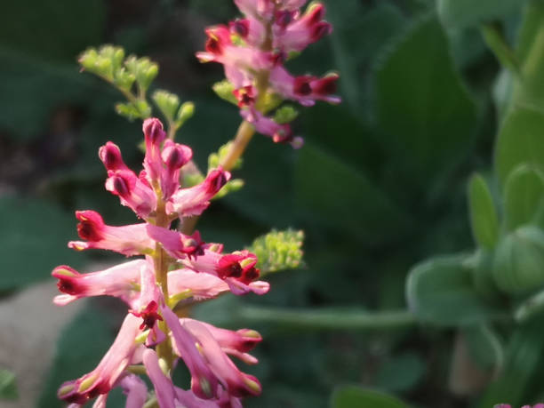istock Enchanting Pink Blossoms in Sunlit Serenity 1708432612