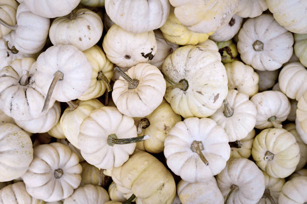 istock White Baby Boo pumpkins 1708442323