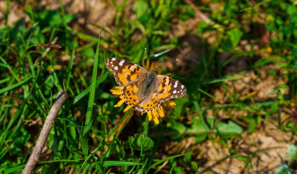 istock Painted lady butterfly perched atop a lush, green grassy meadow 1708446527