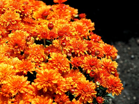 A vibrant display of orange-hued Chrysanthemum flowers in a sunny setting, ready to be purchased
