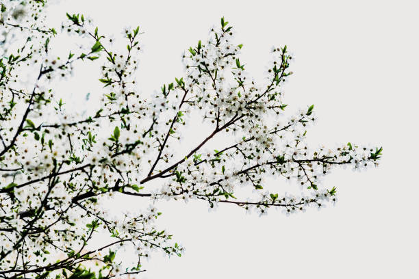 istock Branches of tree in bloom in spring with cloudy sky background. 1708449182