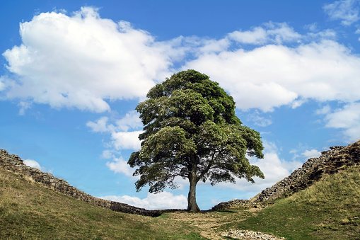 The Sycamore Gap tree is one of the most photographed in the country. It stands in a dramatic dip in Hadrian’s Wall in the Northumberland National Park. In late 2016 it took the crown for English Tree of the Year in the Woodland Trust’s awards. Sadly it was vandalised, and cut down in September 2023.