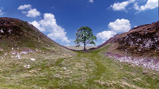 The Sycamore Gap tree is one of the most photographed in the country. It stands in a dramatic dip in Hadrian’s Wall in the Northumberland National Park. In late 2016 it took the crown for English Tree of the Year in the Woodland Trust’s awards. Sadly it was vandalised, and cut down in September 2023.