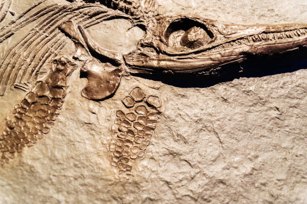 istock Detail of a fossil Ichthyosaurus. 1708499005