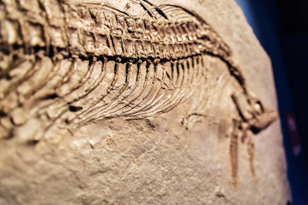 istock Detail of a fossil Ichthyosaurus. 1708499014