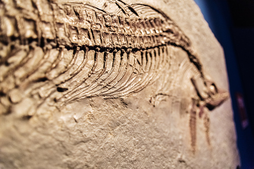 Detail of a fossil Ichthyosaurus.