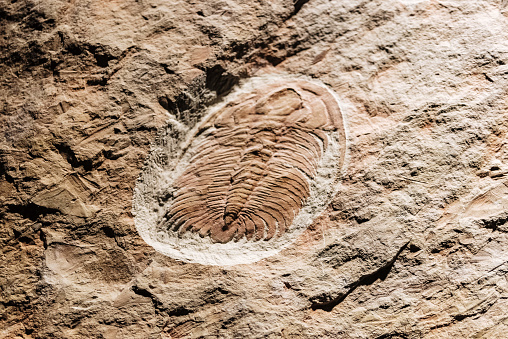 Trilobite, Walliserops sp., Morocco.  Acastidae; Arthropoda; Morocco; Phacopida; Trilobita; Trilobite fossil; Walliserops; Walliserops sp; black; brown; cephalon; color image; devonian period; exoskeleton; extinct; fossil; fossiliferous rock; geologic specimen; glabella; horizontal; palaeontology; phacopid trilobite; photograph; photography; trident; trilobite; whole animal