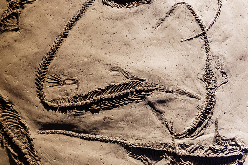 Fosil of several well preserved mesosaurus.