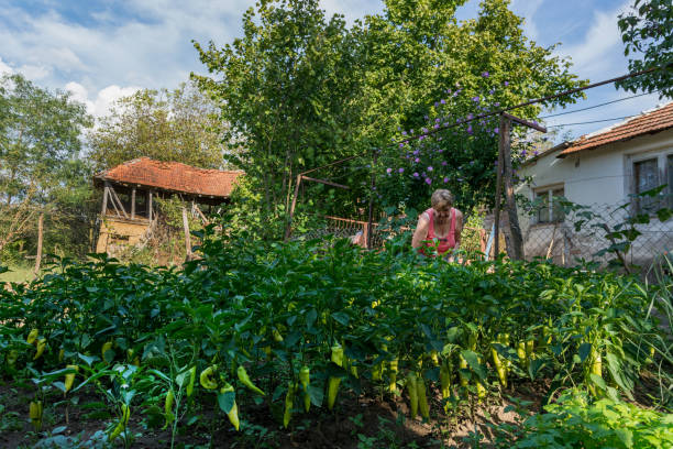 istock Sunlit Harvest: A Woman Tending to Organic Peppers 1708502963