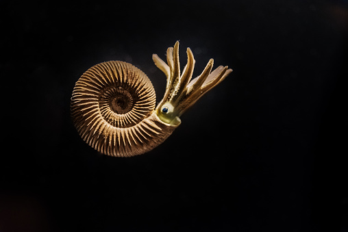 Macro shot of a brown snail shell, close-up