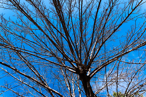 Dry tree branches from below against blue sky background.
