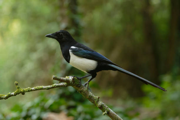 istock European magpie (Pica pica) 1708523484