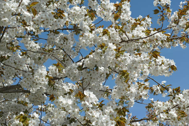 istock Taihaku Cherry 1708527260