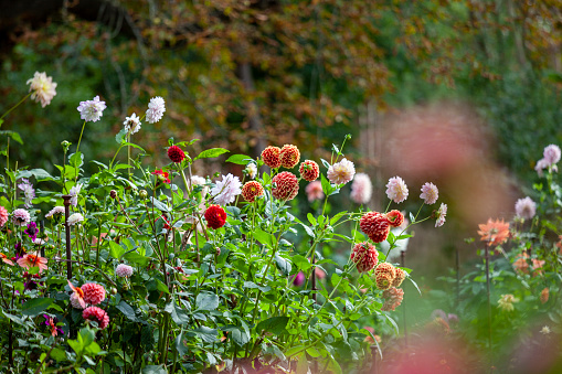 Dahlia patch in September