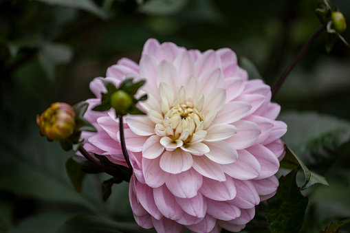 Dahlia patch in September