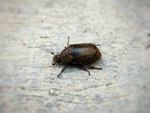 Beetles lying on the floor