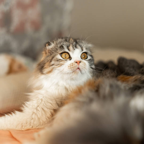 istock Round Head Scottish Fold Cat Big Eyes Small Nose 1708544498