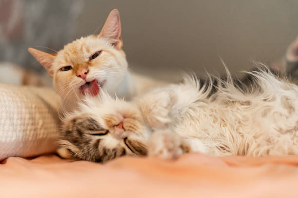 istock White Cat Grooming Endearing Sleeping Baby Scottish Fold 1708548399
